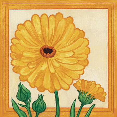 Calendula